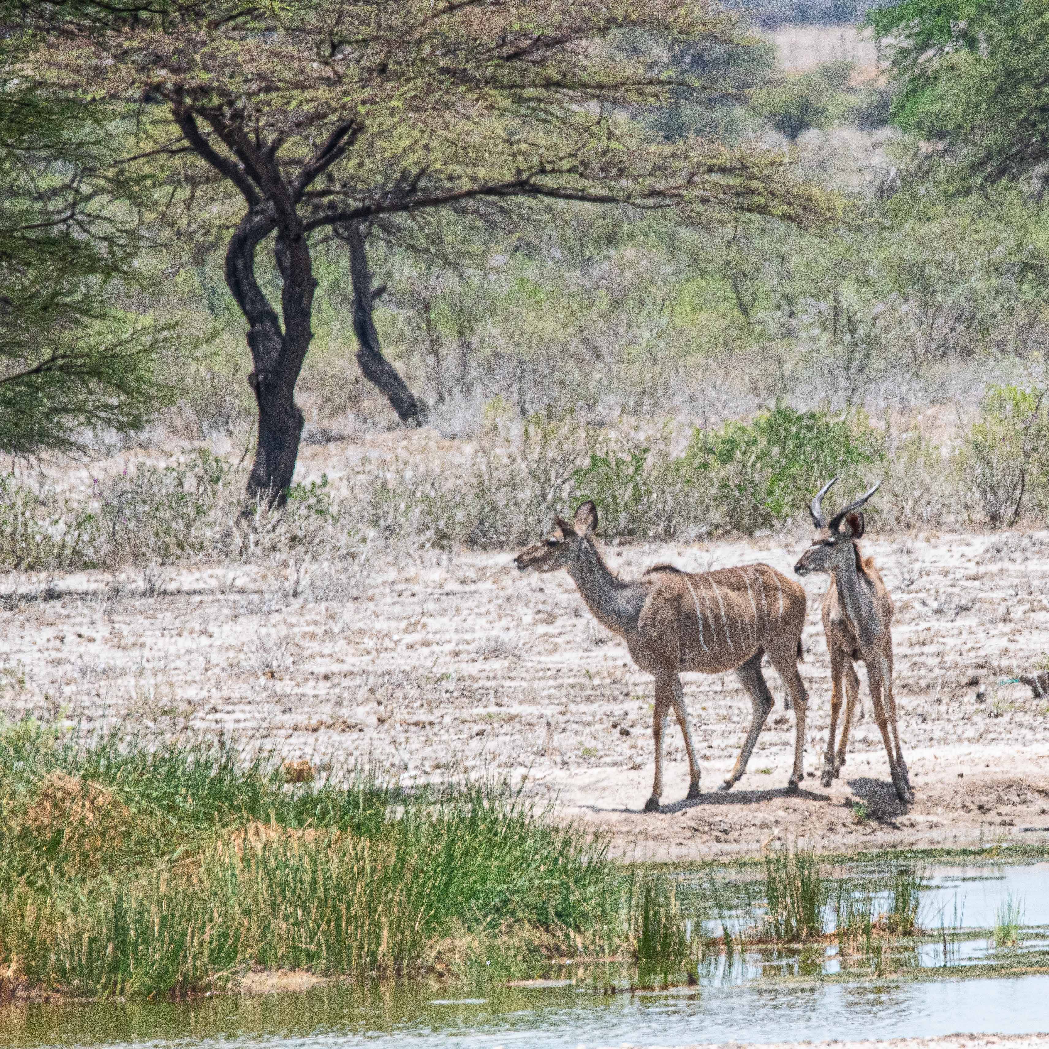 Grands Koudous (Greater Kudus, Tragocephalus strepsiceros), femelle et juvénile au point d'eau de l'hotel Onguma le Fort,  Etosha, Namibie.